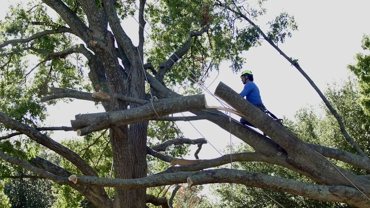 Professional Crown Thinning performed by certified arborists in Pitcairn
